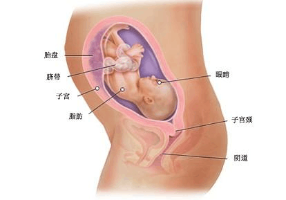 胎儿七个月