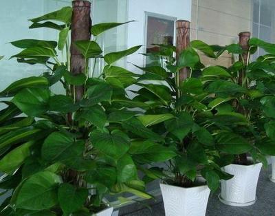 最好养的室内植物