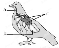 在家鸽的肌肉中最发达的是什么
