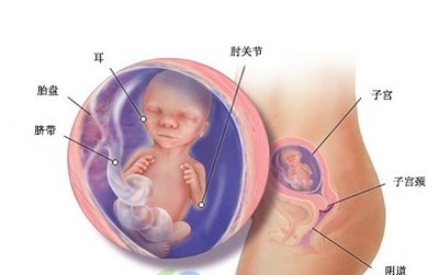 38周胎儿发育标准
