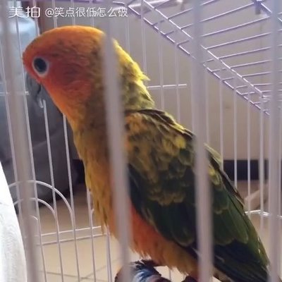 鹦鹉取名