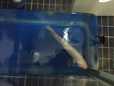 廊坊彩鰈魚缸售后維護(hù)