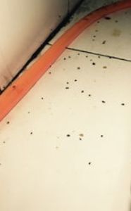 厨房油虫怎么去除了