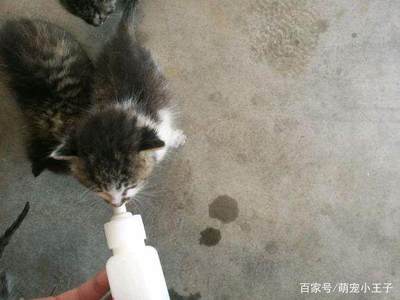 小奶猫喝多少毫升