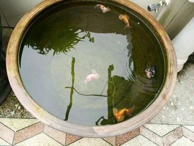 臨汾市堯都區(qū)水之韻水族箱加工廠（臨汾水族館） 魚(yú)缸/水族箱