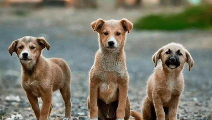 狗的寓意