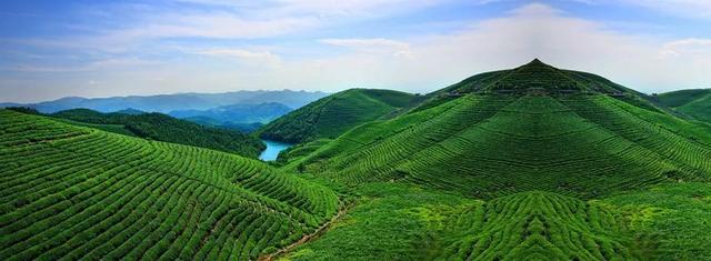 十大名茶