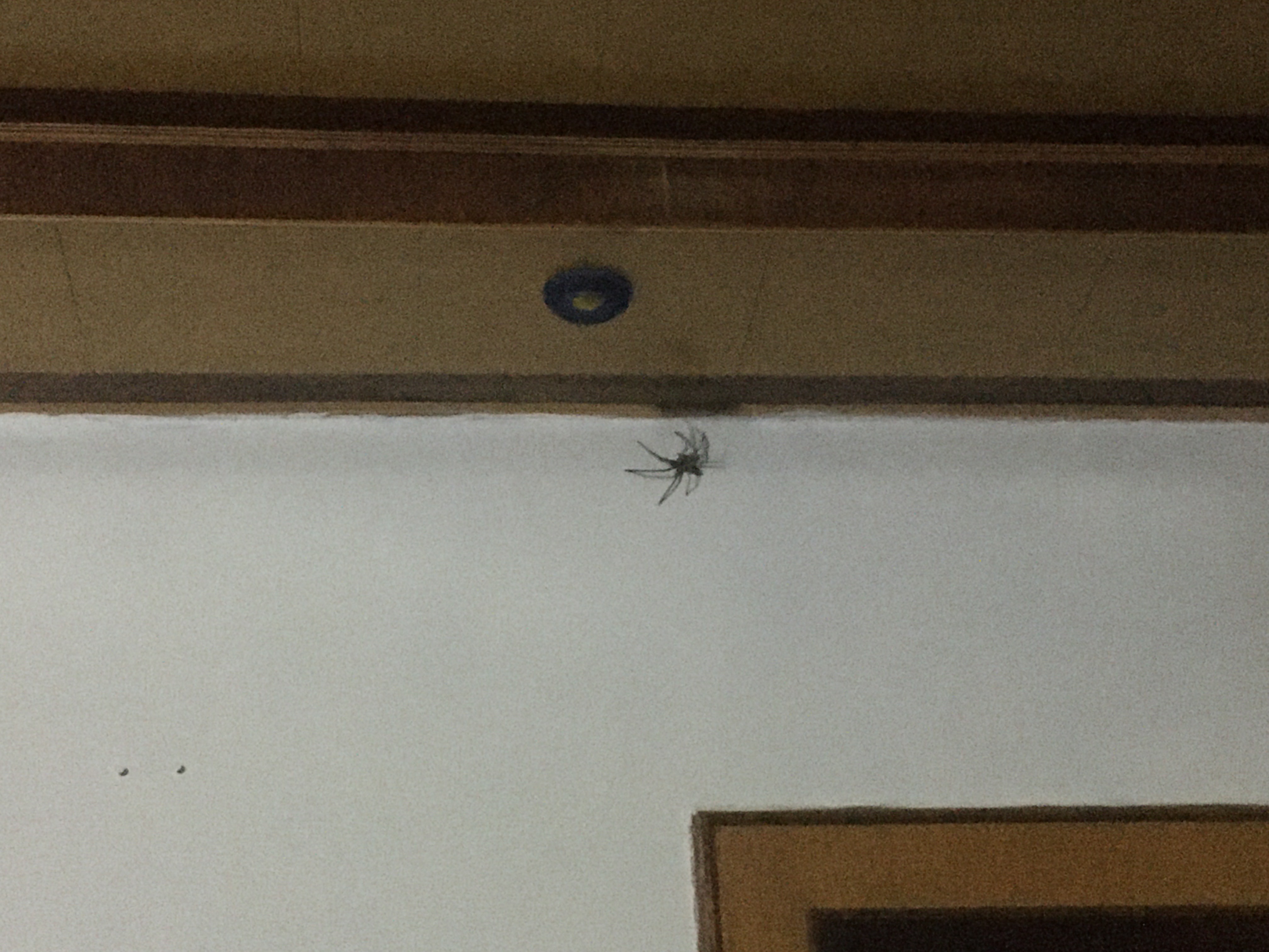 家里蜘蛛多怎么消除