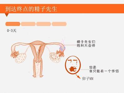 正常受孕需要多少精子