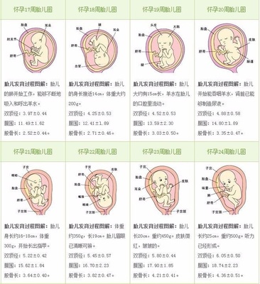 十八周胎儿发育图片