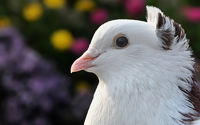 孕妇梦见鸽子