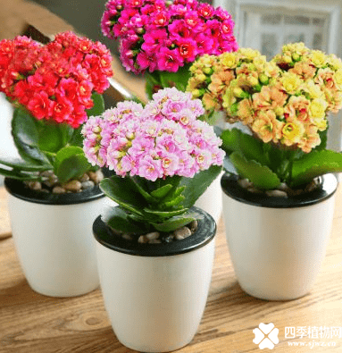 孕妇可以养什么花