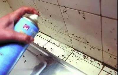厨房墙角缝隙有蚂蚁