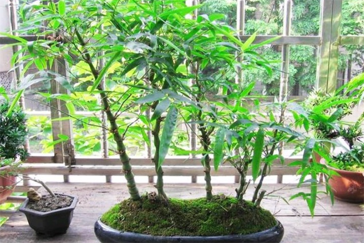 家里能种竹子吗