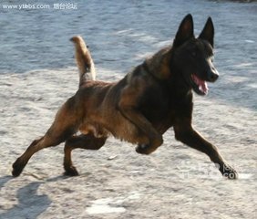 马犬名字大全霸气的公