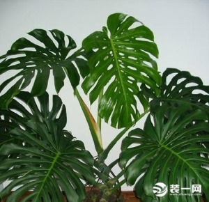 室内养什么植物风水好