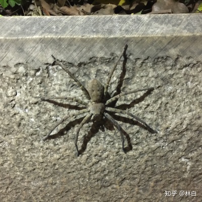 家里蜘蛛多怎么消除