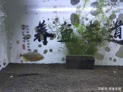 紅鯉魚魚缸放什么位置好(缸養(yǎng)紅鯉魚多久喂食)