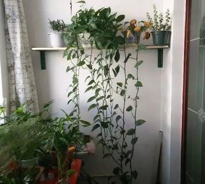 绿萝能放在卧室吗