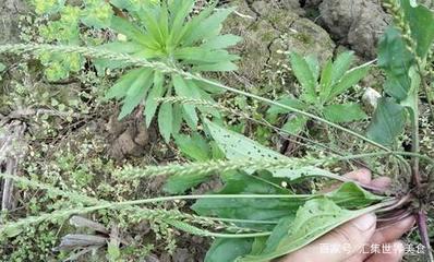 车前草 孕妇
