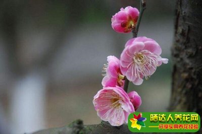 梅花适合家里养吗