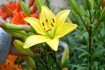 花蕊的寓意