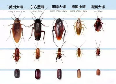 北方蟑螂和南方蟑螂为什么差距这么大呀(北方蟑螂的适应策略)