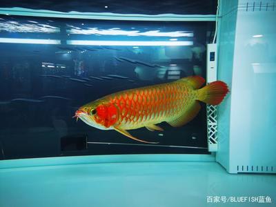 衡陽觀賞魚市場這管里的空氣死活排不出來了