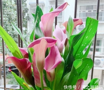 马蹄莲花的寓意