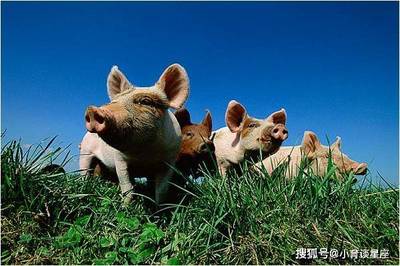 三月的猪的命运如何