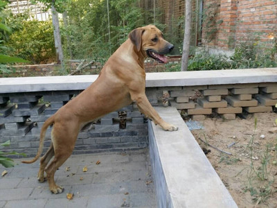 非洲猎狮犬多少钱