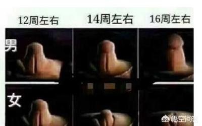 怀孕4个月宝宝多大