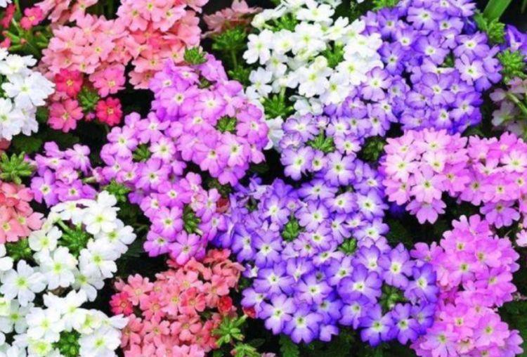 花朵的名字大全