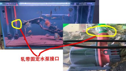 廣州華豐水族寵物有限公司：廣州華豐水族寵物有限公司怎么樣 全國水族館企業(yè)名錄