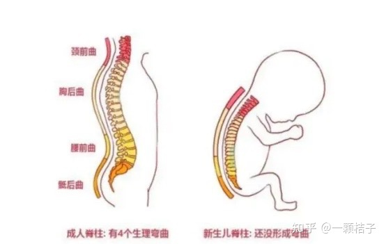 宝宝脊椎弯曲图片