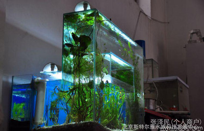 洛陽魚缸廠家電話地址及電話大全（洛陽魚缸廠家電話地址及電話大全查詢）