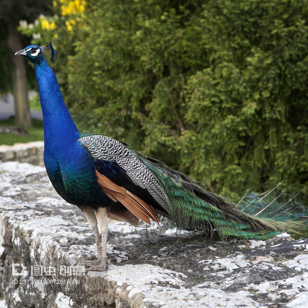 飛禽圖 チョウセンミフウズラ - eBird