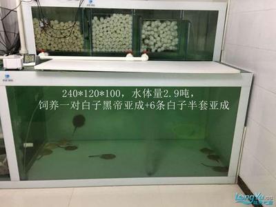 兩米魚缸尺寸多少合適（兩米魚缸尺寸多少合適呢）