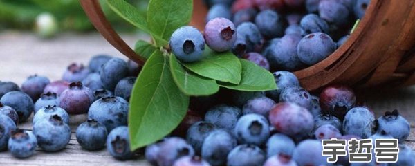 蓝莓冻了以后还有营养吗?