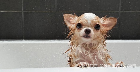 幼犬几个月可以洗澡