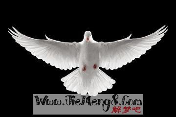 孕妇梦见鸽子