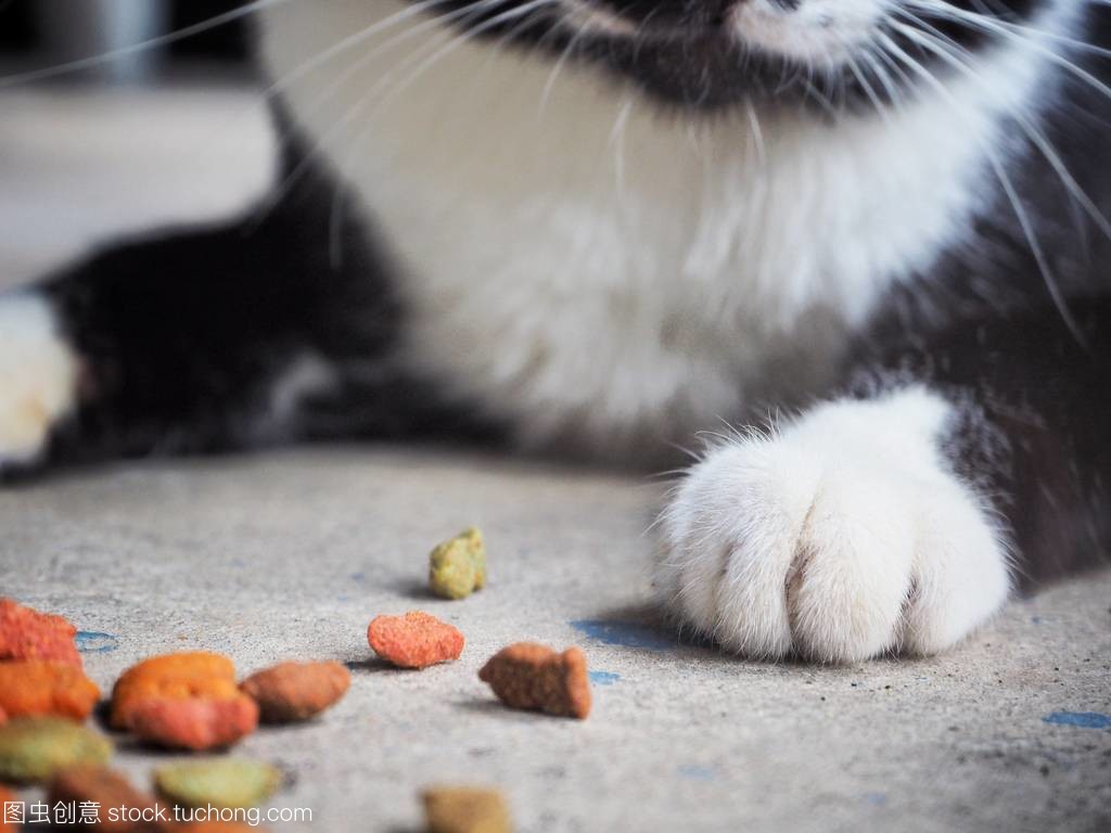 2个月的小猫吃什么