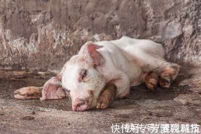 怀孕母猪咳嗽怎么治疗
