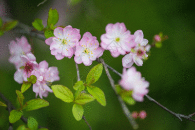 春天的小花是怎么描述