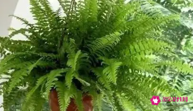 五行属土的植物