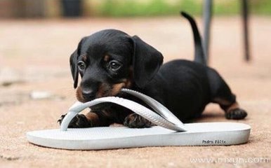 孕妇梦见狗咬手