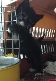 怎么给小猫喂奶粉