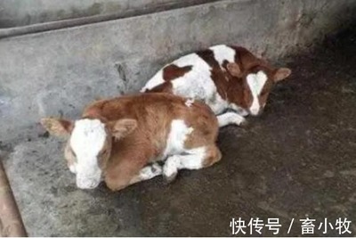 小牛犊拉稀怎么治疗