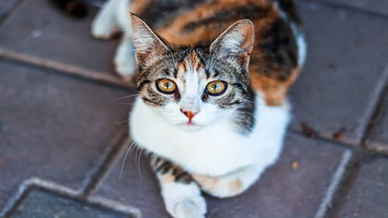 梦见一只怀孕的猫