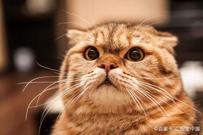 猫咪皮炎怎么治疗